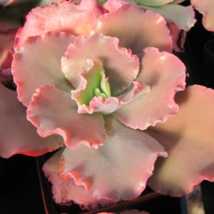 Echeveria    Aguarius Red