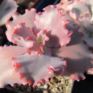 Echeveria    Silveron Red