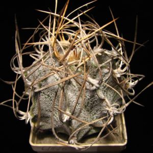 Astrophytum niveum v. flavispinum