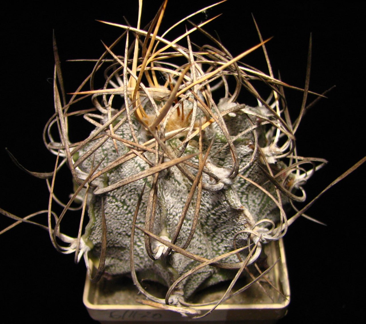 Astrophytum niveum v. flavispinum