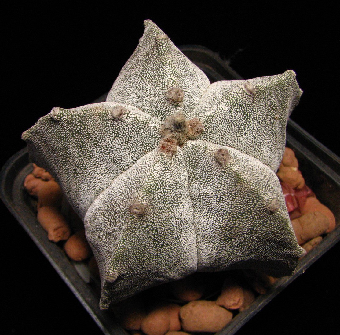 Аstrophytum myriostigma