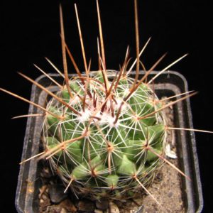 Thelocactus conothelos aurantiacus Monaco