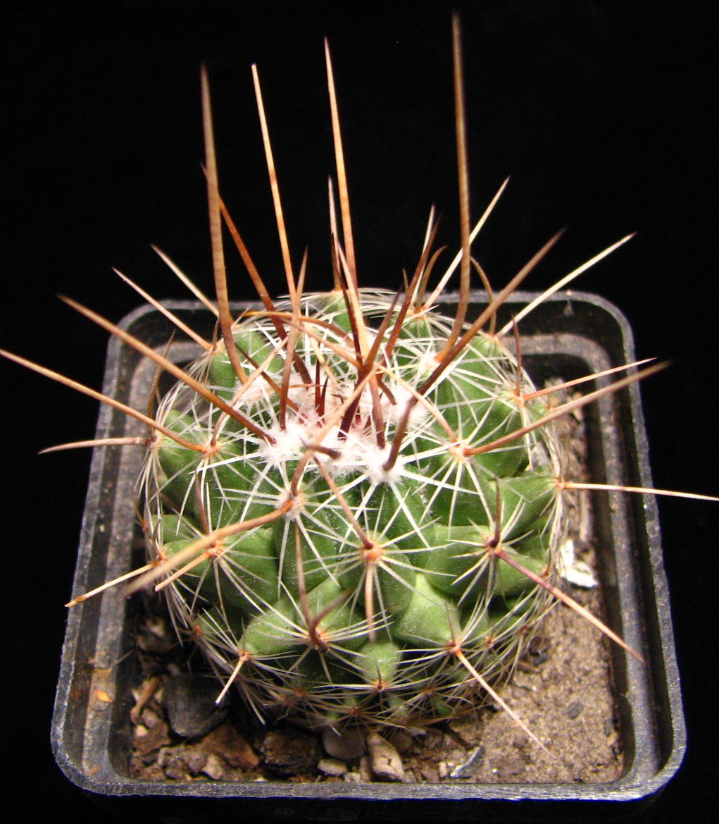 Thelocactus conothelos aurantiacus Monaco