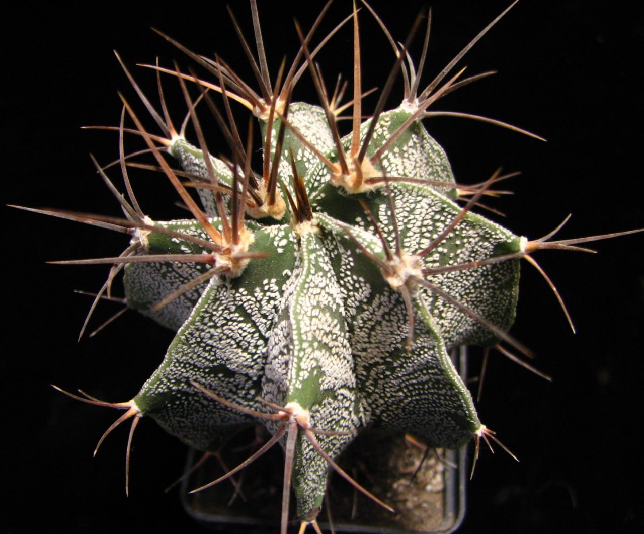 Astrophytum ornatum v. glabrescens