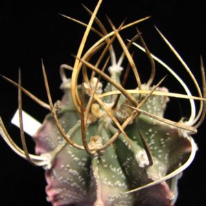 Astrophytum niveum nudum
