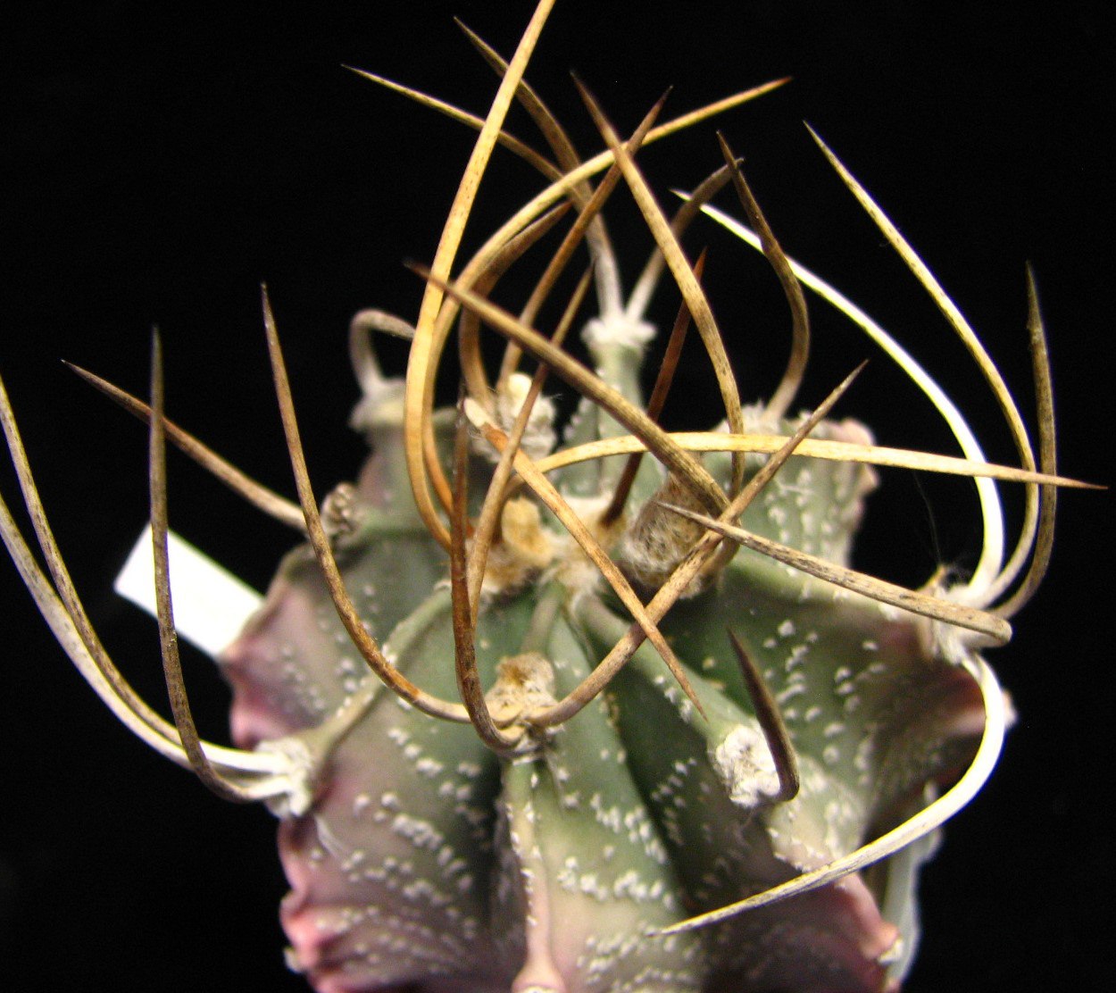 Astrophytum niveum nudum