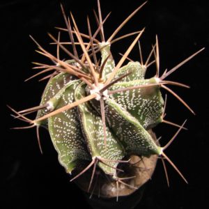 Astrophytum ornatum v. glabrescens