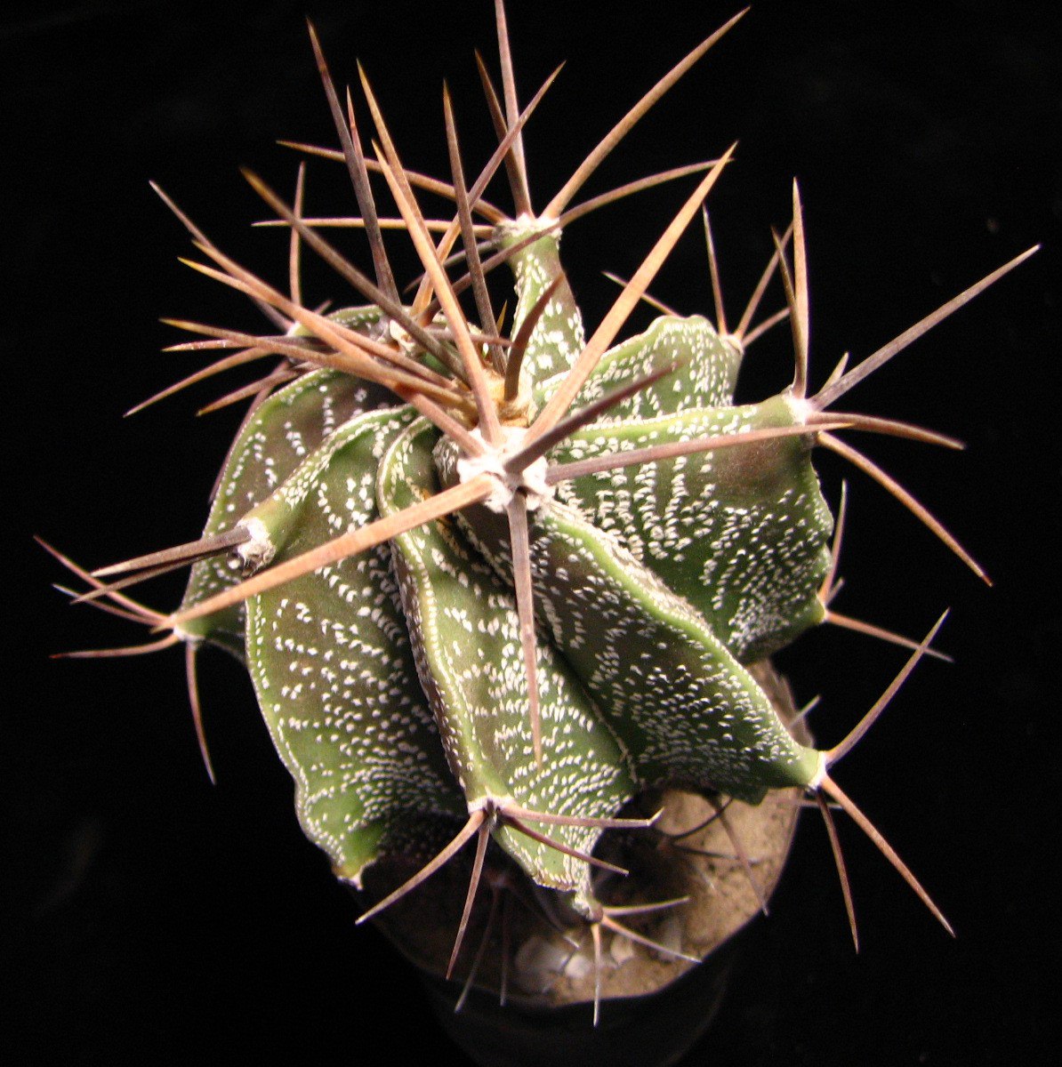 Astrophytum ornatum v. glabrescens