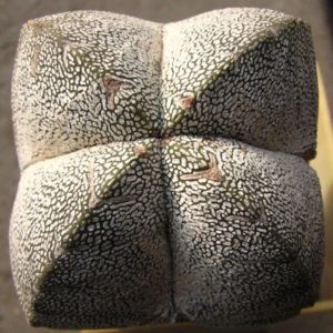 Astrophytum myriostigma cv. Onzuka V. (15)
