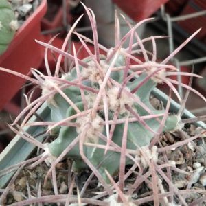 Echinocactus parryi -Salamayuca-