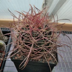 Ferocactus cylindraceus -MG-cube-12cm-