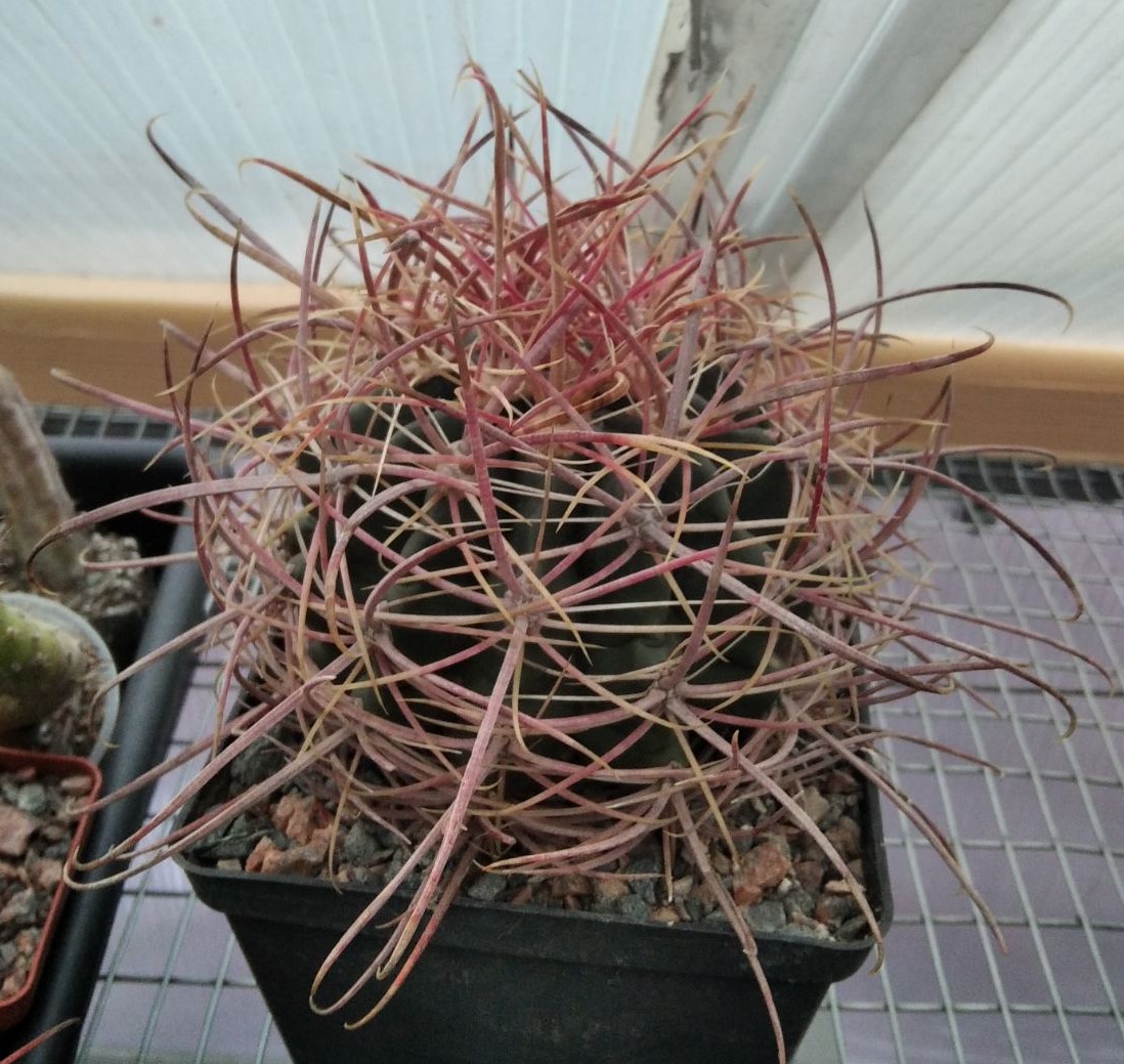 Ferocactus cylindraceus -MG-cube-12cm-