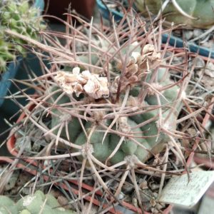 Gymnocalycium guanchinense v. longispinum LF16b