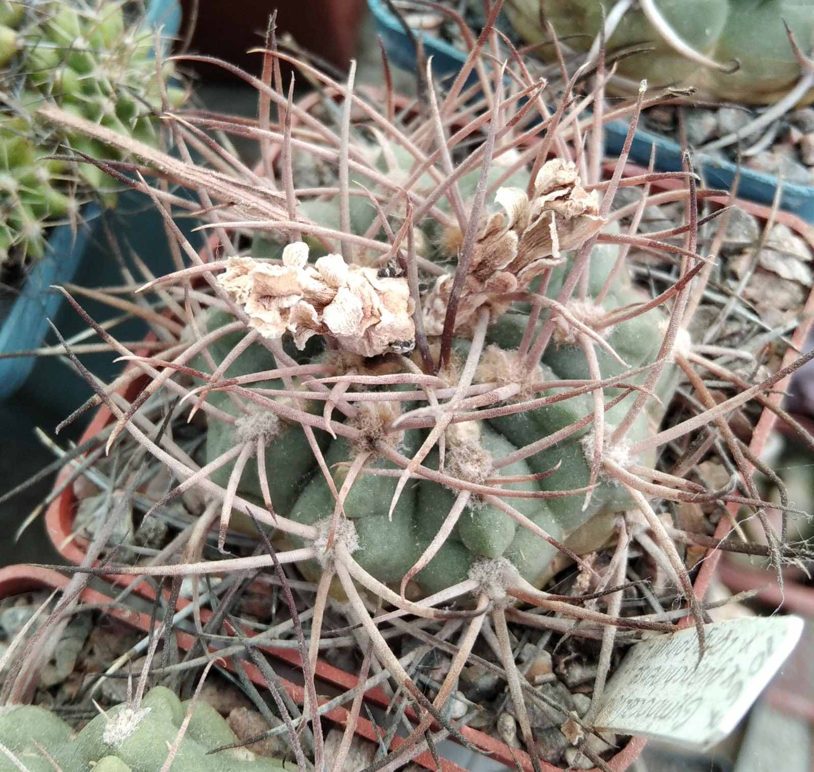 Gymnocalycium guanchinense v. longispinum LF16b