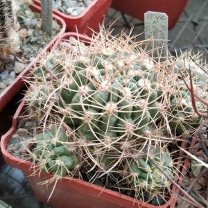 Pyrrhocactus aspillagae ssp. maechleri WM348 -rare- Piltz- cube-6cm-