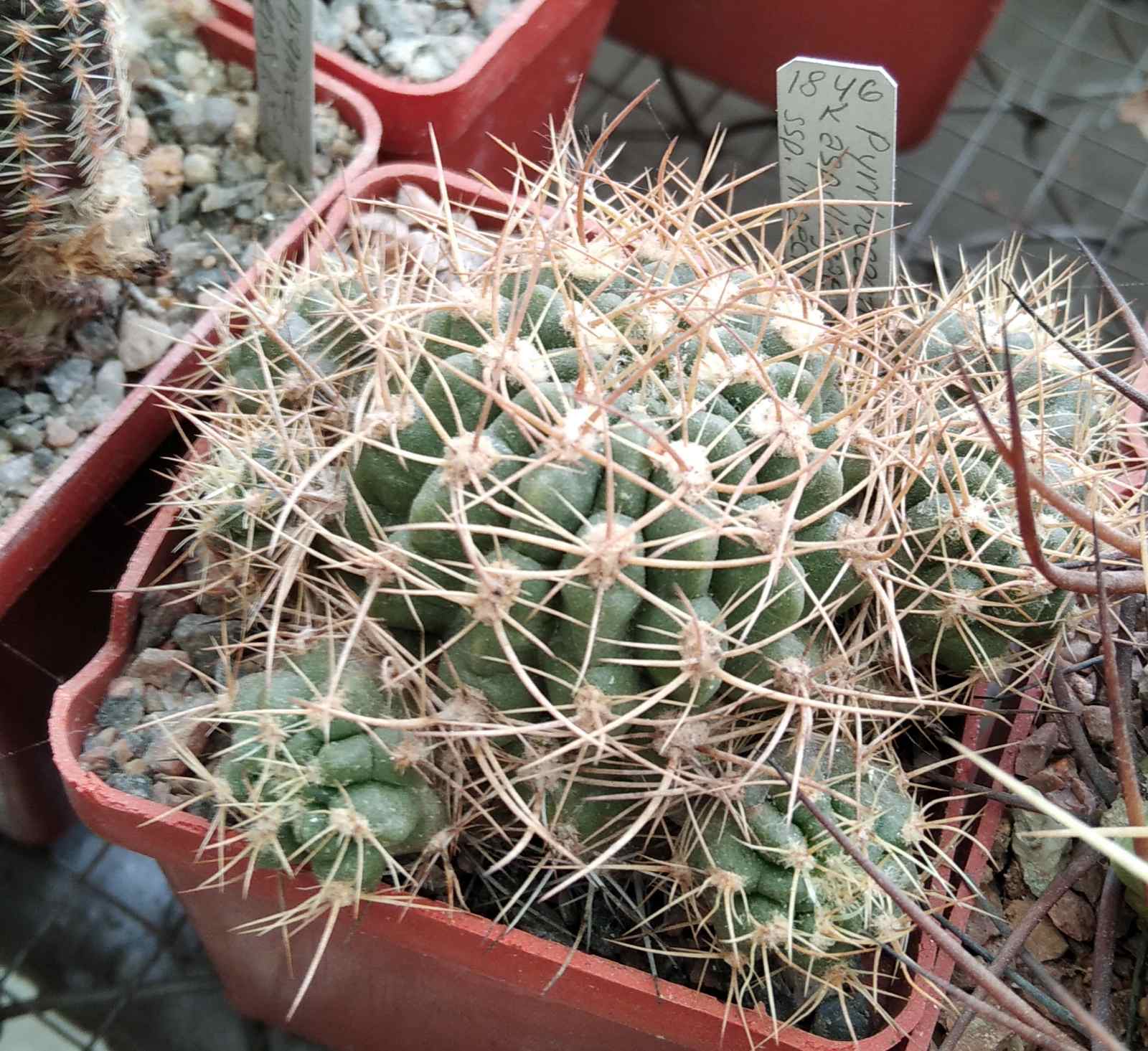 Pyrrhocactus aspillagae ssp. maechleri WM348 -rare- Piltz- cube-6cm-