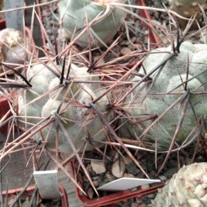 Tephrocactus alexanderi v. fiambalensis KP78  - голова-