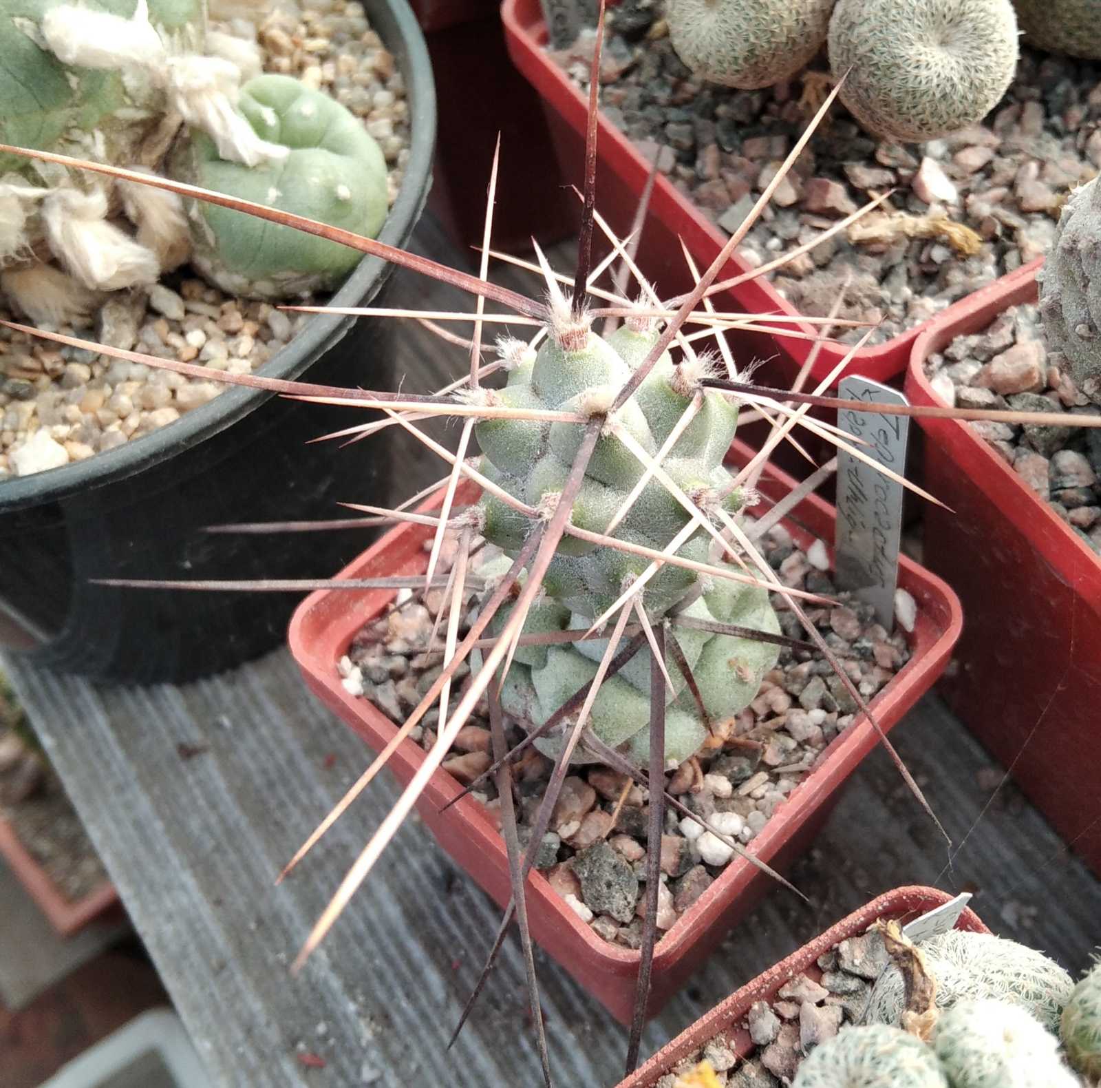 Tephrocactus aoracanthus -Uhlig- -вся рослина-