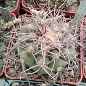 Gymnocalycium castellanosii P80a -Piltz- cube-6cm-