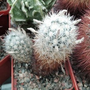 Escobaria organensis -e Bishops- MG-