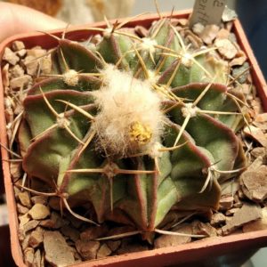 Wigginsia macroacantha -cube-6cm -rare-