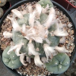 Lophophora  diffusa -Koehres- горщик-12см- біля 25 років -