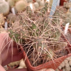 Maihueniopsis  platyacantha MK1921 - пагони
