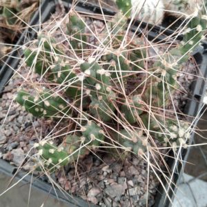 Сumulopuntia ignescens -природник- пагони-