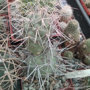 Tephrocactus  alexanderi VG385 -cube-8cm- крупна форма -