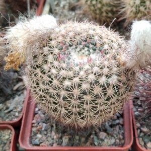 Notocactus winkleri -MG- cube-7cm-