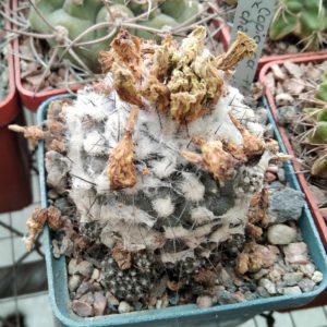 Copiapoa chanaralensis -P.Pavlichek- cube-6cm-miniature-