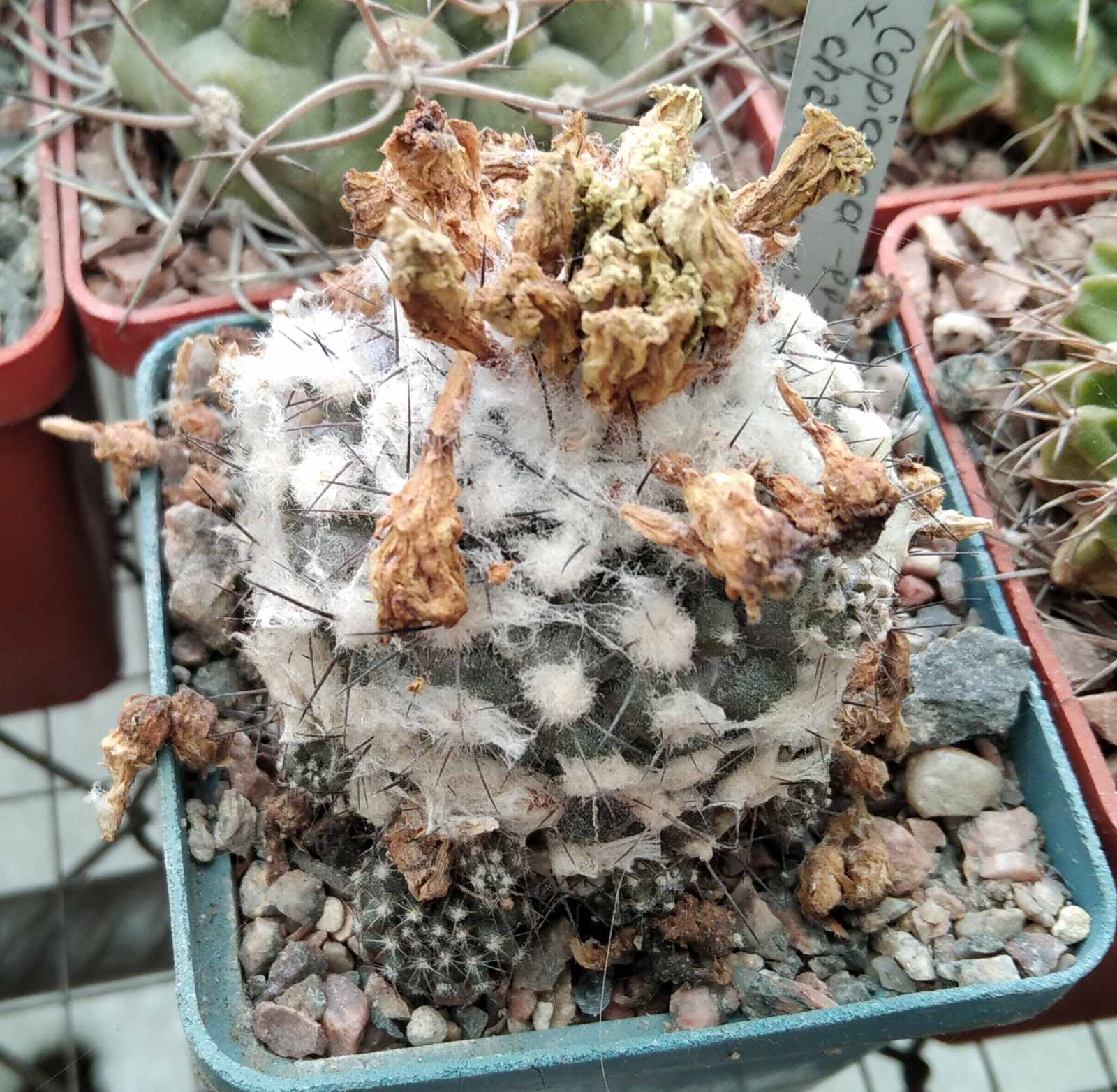 Copiapoa chanaralensis -P.Pavlichek- cube-6cm-miniature-