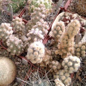 Tephrocactus  molinensis - два різних генотипи -пагони-