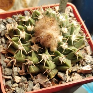 Wigginsia fricii - rare- cube-6cm-