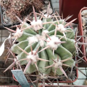 Homalocephala texensis -LAPPIN 3- MG-
