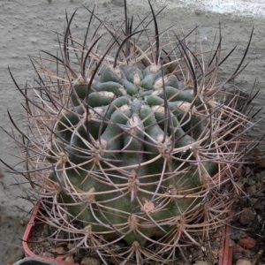 Neoporteria (Horridocactus) curvispina ZJ087 -MG-cube-6cm-