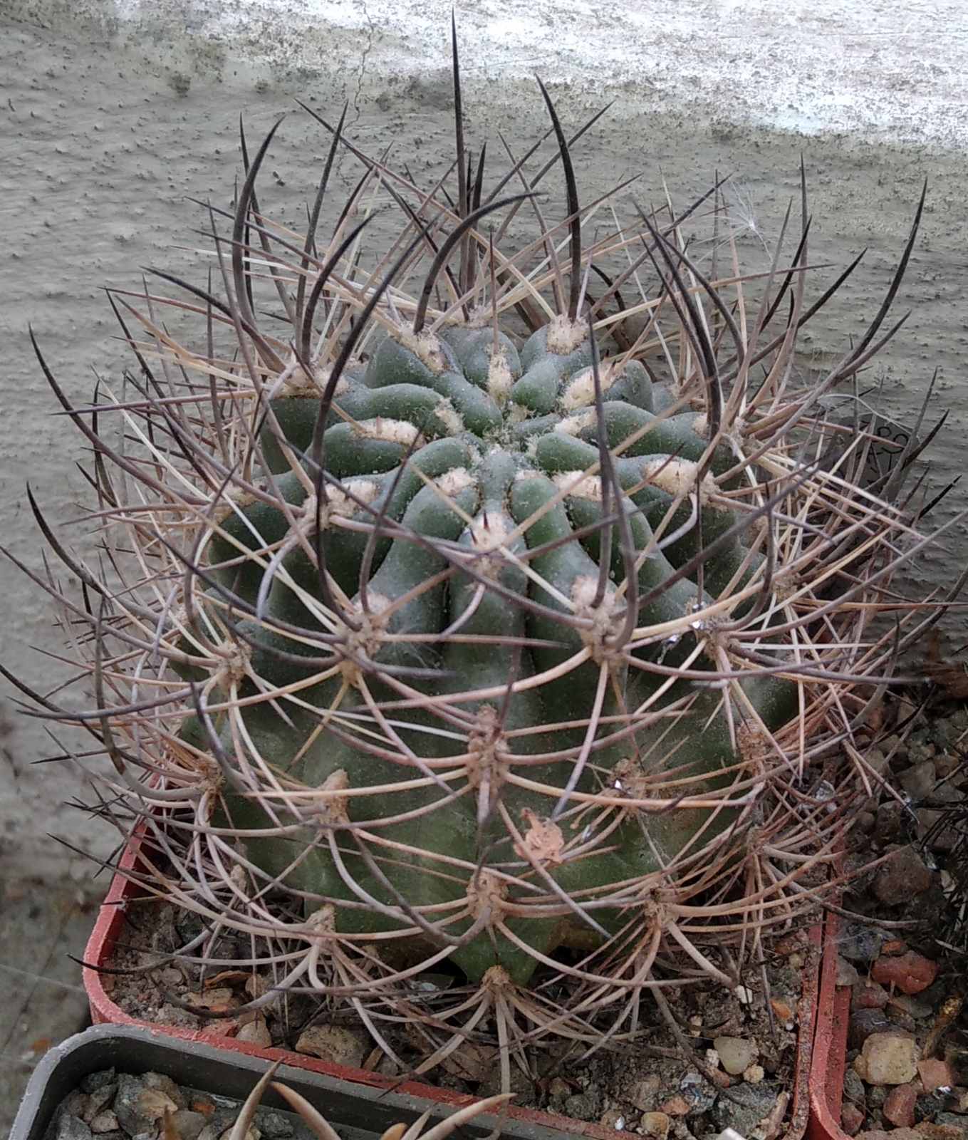 Neoporteria (Horridocactus) curvispina ZJ087 -MG-cube-6cm-