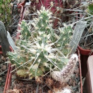 Maihueniopsis glomerata -Agua Negra, San Juan, Arg.-Piltz -cube-6cm-