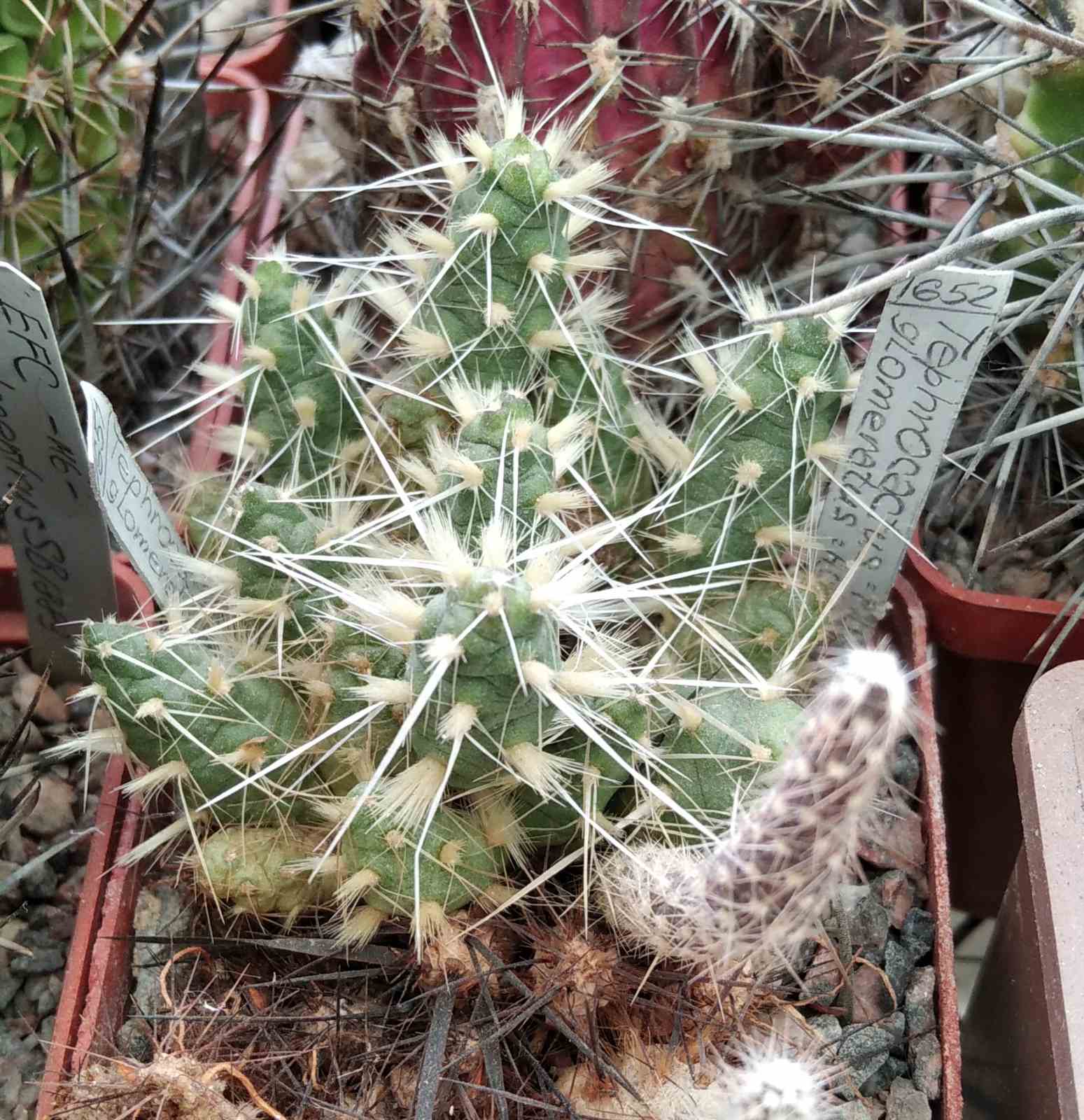 Maihueniopsis glomerata -Agua Negra, San Juan, Arg.-Piltz -cube-6cm-