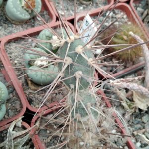 Maihueniopsis  darvinii - вся рослина-