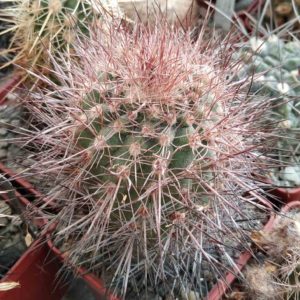 Parodia tilcarensis MLV45- cube-6cm -Mesa Garden- червоні квіти-