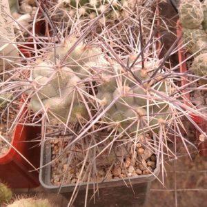Тephrocactus  bruchii -Koehres- пагони-