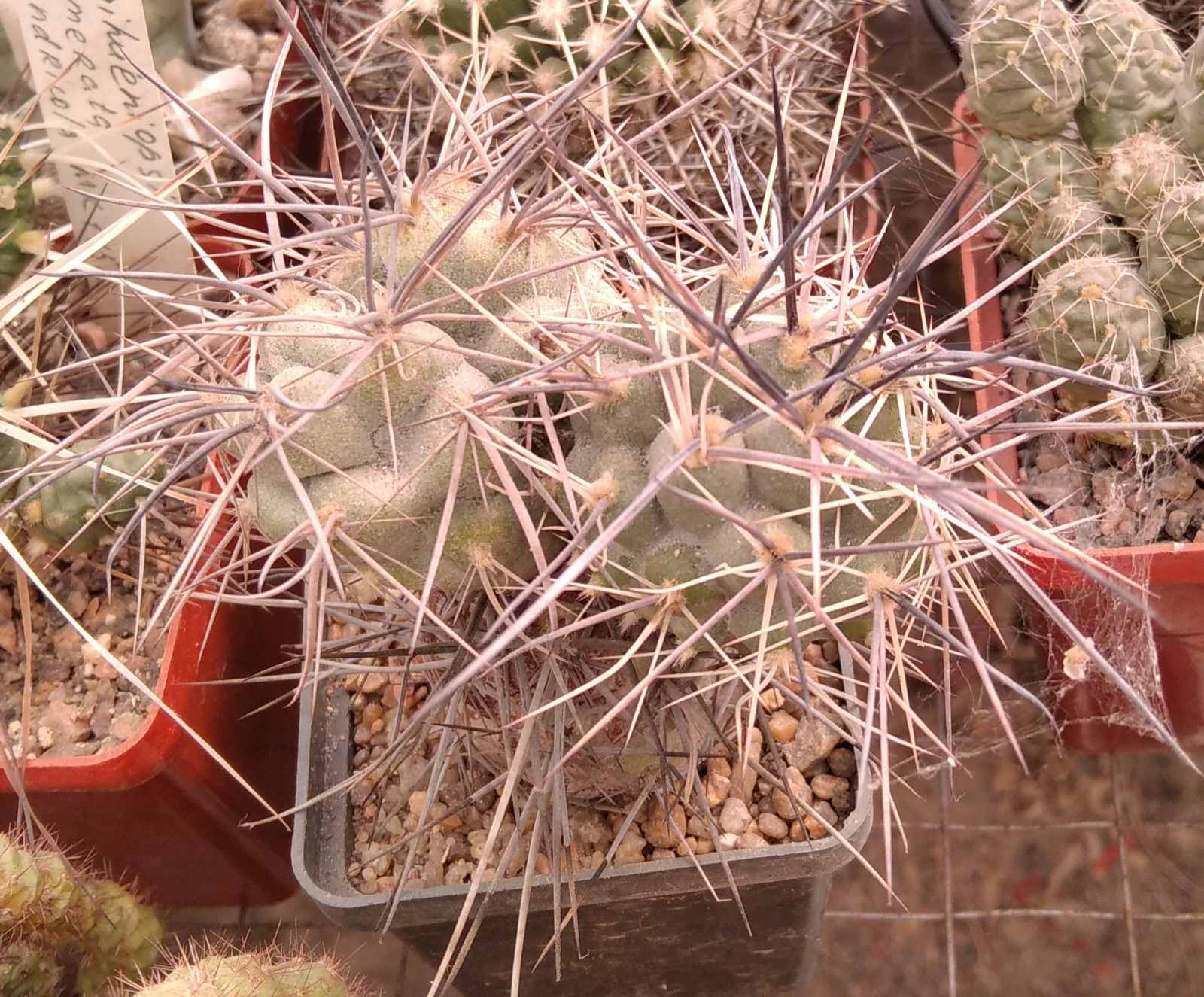 Тephrocactus bruchii -Koehres- cube-6cm- вся рослина-
