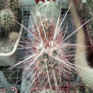 Echinocereus engelmanii v. chrysocentrus -super spines-Indian Springs-
