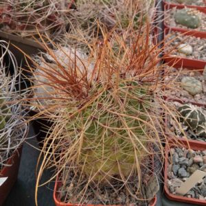 Parodia maxima LH656 -сube-7см-