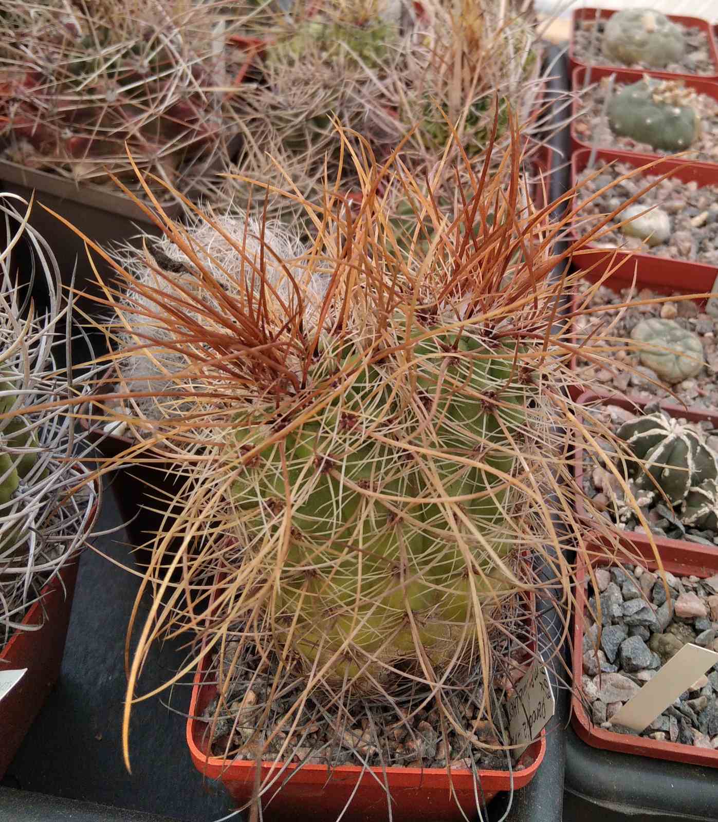Parodia maxima LH656 -сube-7см-