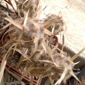 Tephrocactus  articulatus -Koehres- пагони-