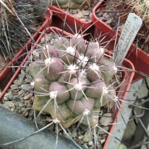 Thelocactus flavus HK362 -cube-6cm-