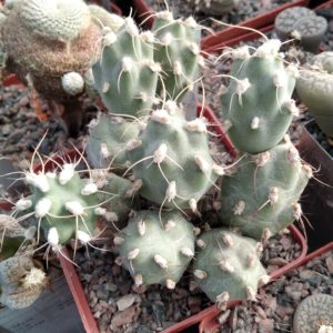 Сumulopuntia  alboareolata - rare- пагони-