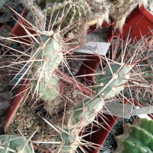 Maihueniopsis darvinii v. hickenii MK128 - пагони-